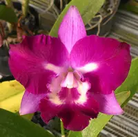 Ctna. Sister Toby 'Lake View'