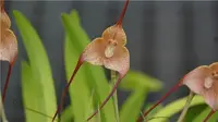 Dracula houtteana