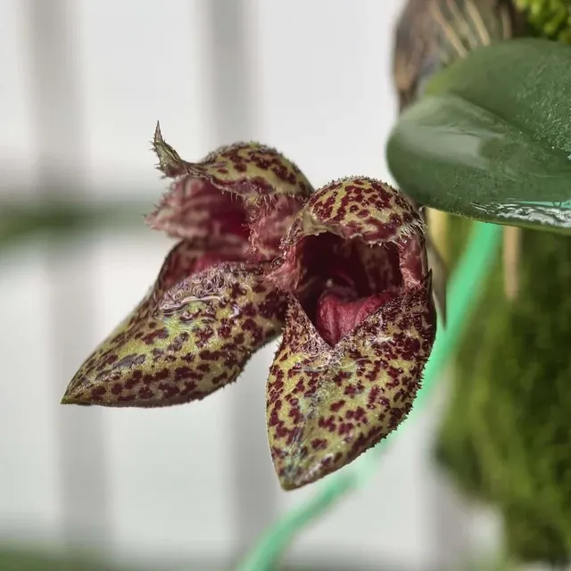 Bulbophyllum bootanoides (Bulbophyllum)
