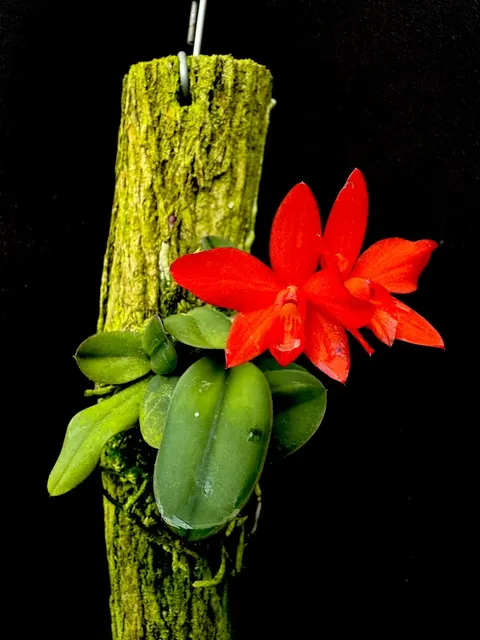 Cattleya Little Sunshine (Cattleya)