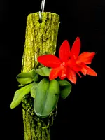 Cattleya (Sophronitis) Little Sunshine