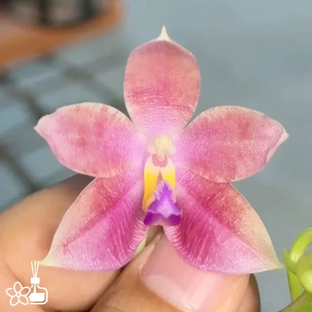 Phalaenopsis Sakura Candy