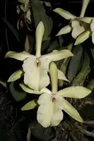 Rhyncholaelia glauca