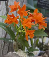 RTH Young Min Orange 'Golden Satisfaction'