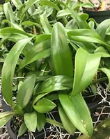 Howeara Lava Burst 'Puanani' AM/AOS 4" pot IN SPIKE NOW!!