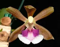 Trt. albococcineum x self (TTS) Trt.=Trichocentrum