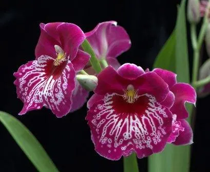 Noid Miltoniopsis (Miltoniopsis)
