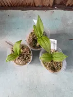 Calanthe triplicata