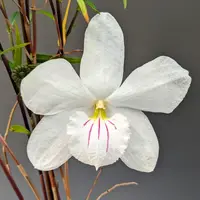 Dendrobium papilio - large flower form