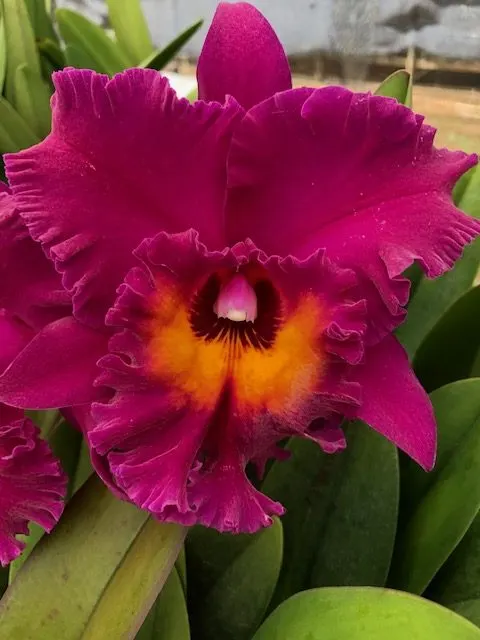 Brassolaeliocattleya Hawaiian Ruby 'Paradise' (Brassolaeliocattleya)