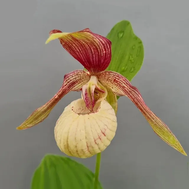 Cypripedium Ventricosum Pastel