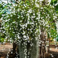 Dendrobium Orchid Crumenatum Pigeon Orchid Rare Exotic Plant