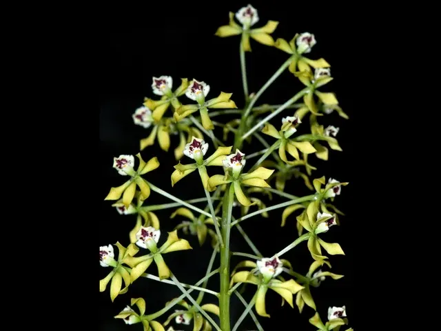 Prosthechea sceptra (Prosthechea)