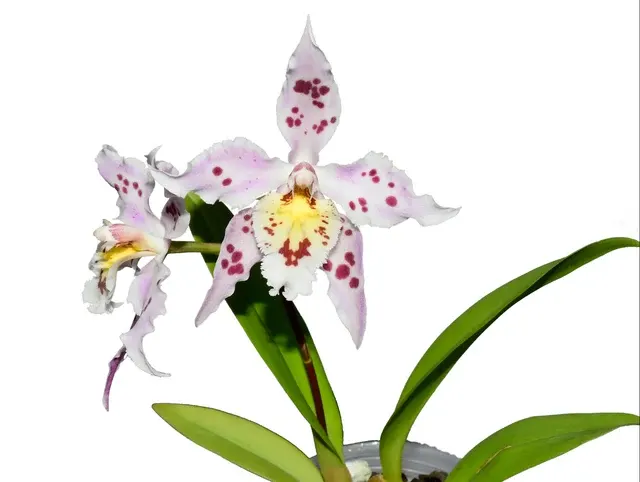 Oncidium Zoilita (Oncidium)