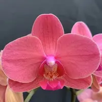 Phalaenopsis Charming Ruby 2.5"