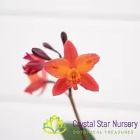 Cattleya Tangerine Fire 'Mini Sun' — 2" Pot / Without Spike