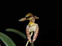Bulbophyllum lasiochilum