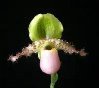 Paph. Pinocchio, Blooming Size, Shipping Included