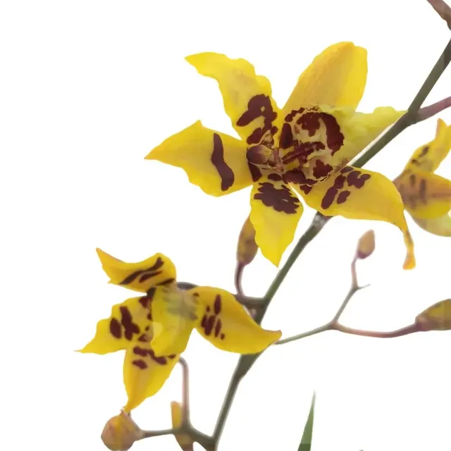 Oncidium Wildcat 'Camela' (Oncidium)