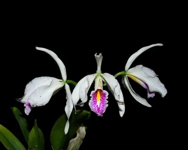 Cattleya maxima f semialba x 'Gigi' (Cattleya)