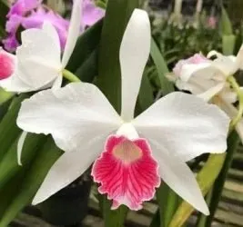 Cattleya purpurata 'Cherry'