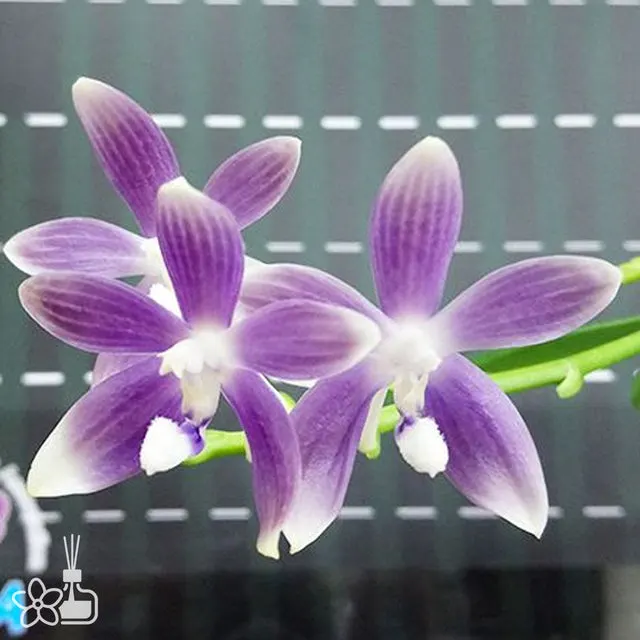 Phalaenopsis speciosa (Phalaenopsis)