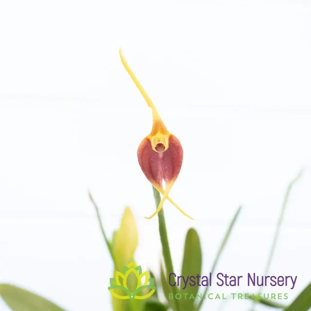 Masdevallia Weberbaueri X Impostor (Masdevallia)