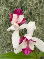 Cattleya intermedia Aquinii vinicolor ‘Pacaembu’ - BLOOMING size division