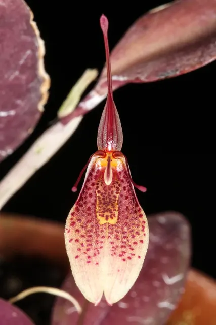 Restrepia lansbergii (Restrepia)