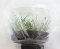 FLASK Schoenorchis buddleiflora