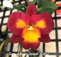 Gct. Anzac Jewel 'Kitty' (C. Tangerine Jewel x Grt. Why Not) (M481) (Hybrid) Gct.=Guaricattonia / Grt.=Guaritonia