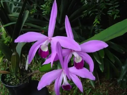 Laelia perrinii 'coerulea' (Laelia)