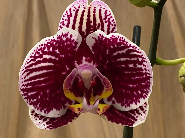Phalaenopsis Large White With Purple Dots 2 Spikes 30″ H