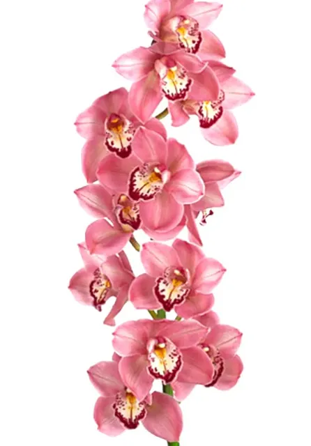 Cymbidium Jet Set Special Pink