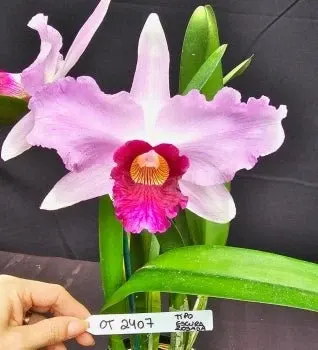 Cattleya purpurata 'Select'