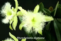 Rl. digbyana x sib (C 962A) (Rhyncholaelia - - digbyana ) Rl.=Rhyncholaelia