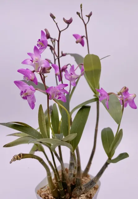 Dendrobium kingianum (Dendrobium)