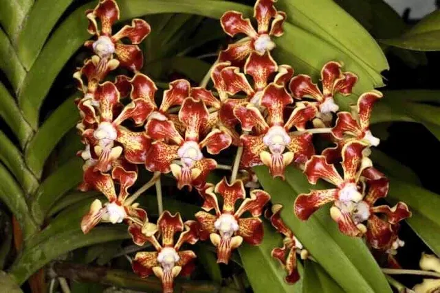 Vanda merrillii