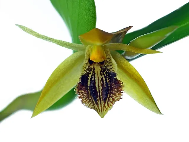 Coelogyne ovalis (Coelogyne)