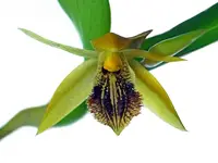 Coelogyne ovalis