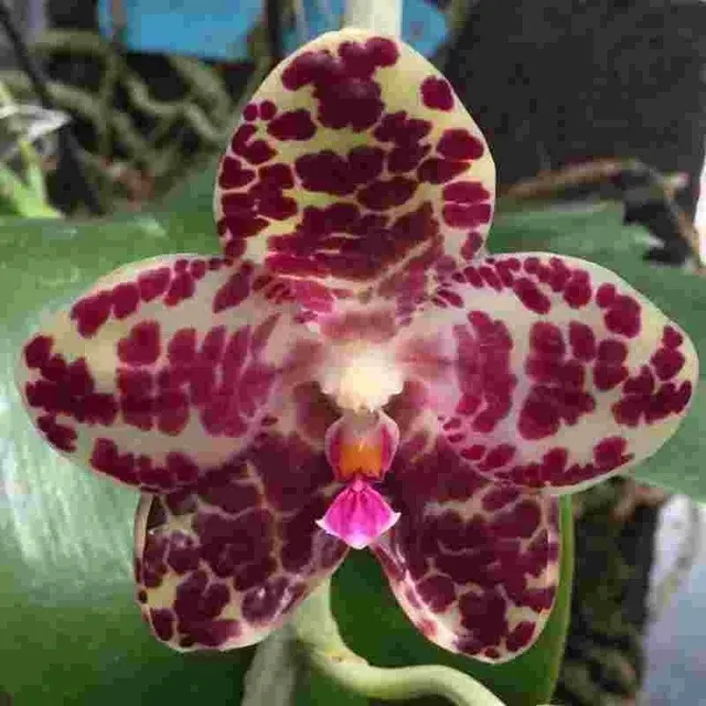 Phalaenopsis gigantea 'MS' (Phalaenopsis)