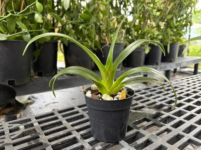 Phragmipedium QF Hawaiian Apprentice (Phragmipedium)