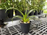 Phrag. QF Hawaiian Apprentice