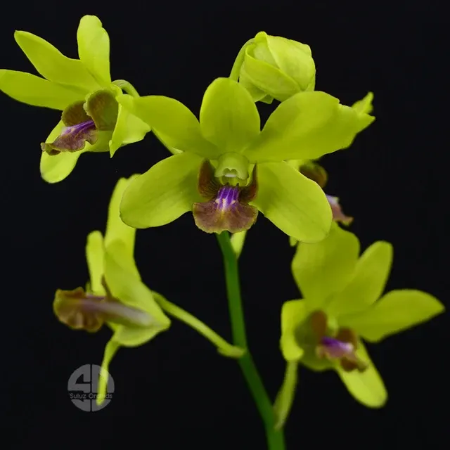 Dendrobium Burana Jade-Thongchai Gold 'T-153'