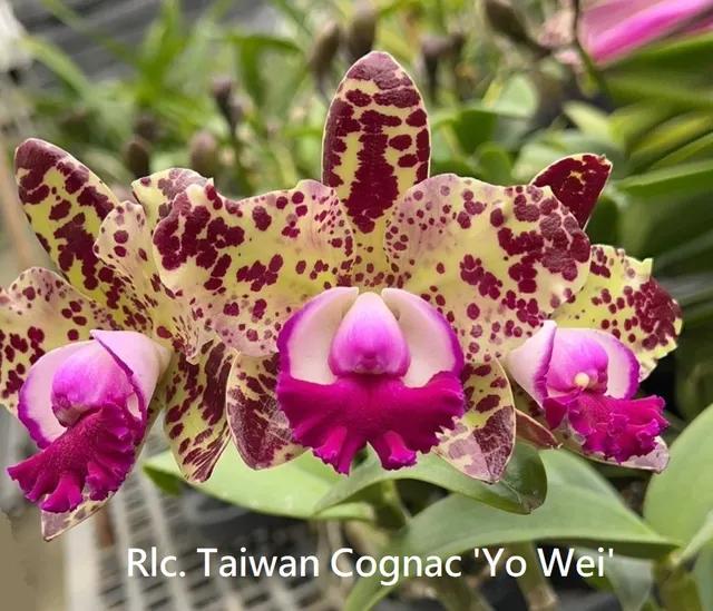 Rhyncholaeliocattleya Taiwan Cognac 'Yo Wei' (Rhyncholaeliocattleya)