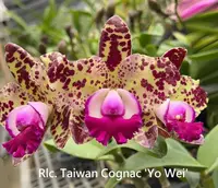 Rlc. Taiwan Cognac 'Yo Wei' (Da-She Cognac x C. Hsinying Cognac) (M529) (Hybrid) Rlc.=Rhyncholaeliocattleya