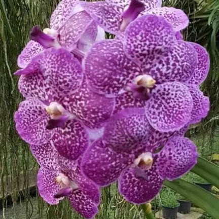 Vanda Kultana Brown X Vanda Gordon Dillon - Buds (Vanda)