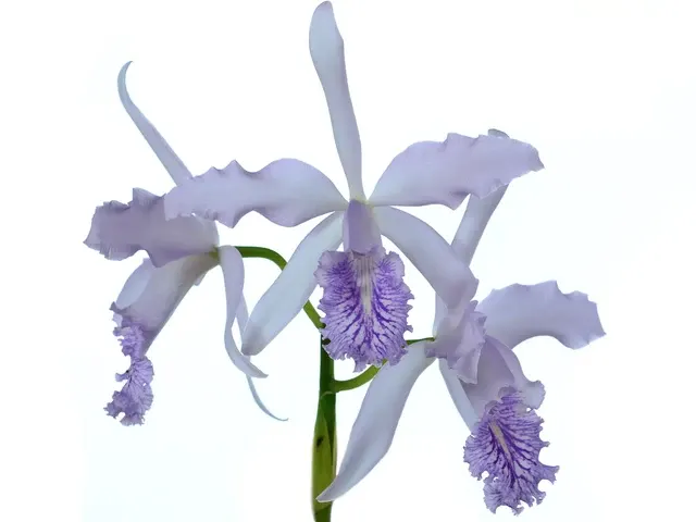 Cattleya Dominiana F. Coerulea (Cattleya)