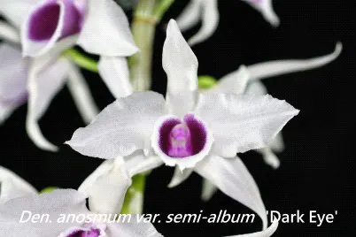 Dendrobium anosmum 'Dark Eye' (Dendrobium)