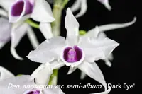 Den. anosmum var. semi-album 'Dark Eye' (DS130) ( - - anosmum )